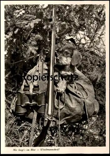 ÄLTERE POSTKARTE DACKEL WAIDMANNSHEIL RAUHAARDACKEL Teckel Basset Dachshund Jagd hunter chasseur Dorfmeister Gergweis