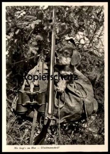ÄLTERE POSTKARTE DACKEL WAIDMANNSHEIL RAUHAARDACKEL Teckel Basset Dachshund Jagd hunter chasseur Dorfmeister Gergweis