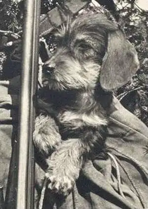 ÄLTERE POSTKARTE DACKEL WAIDMANNSHEIL RAUHAARDACKEL Teckel Basset Dachshund Jagd hunter chasseur Dorfmeister Gergweis
