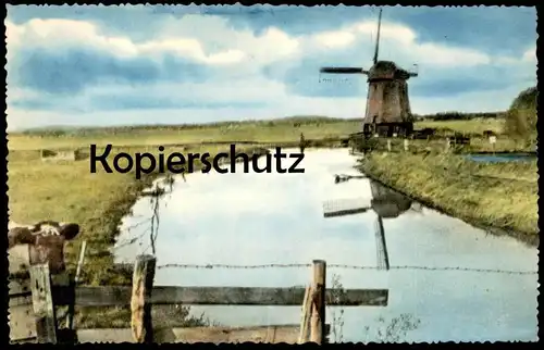 ÄLTERE POSTKARTE BERGEN DAMLANDERMOLEN Holland Nederland Windmühle Mühle Mill Moulin Windmill Molen Kuh cow vache cpa AK