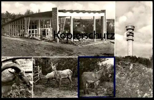 ÄLTERE POSTKARTE GRUSS VOM PETERSBERG HALLE SAALE Esel Ziege Bock Rehe goat deer chevreuil donkey bourrique postcard cpa