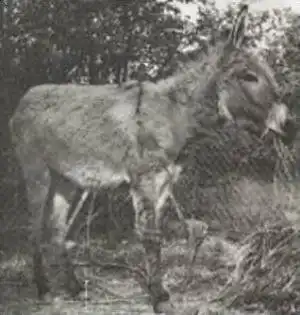 ÄLTERE POSTKARTE GRUSS VOM PETERSBERG HALLE SAALE Esel Ziege Bock Rehe goat deer chevreuil donkey bourrique postcard cpa