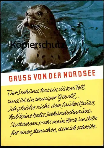 POSTKARTE GRUSS VON DER NORDSEE SEEHUND common seal veau marin phoque commun north sea cpa postcard Ansichtskarte AK