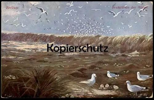 ALTE KÜNSTLER POSTKARTE BORKUM BRUTSTÄTTEN DER MÖWEN NEST KÜKEN Feldpost 1918 Möwe sea-gull goéland mouette postcard