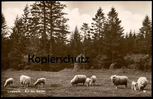 ALTE POSTKARTE LINDEWITT AUF DER WEIDE Amt Schafflund Lindved Schaf Schafe Lamm sheep sheeps mouton brebis cpa postcard