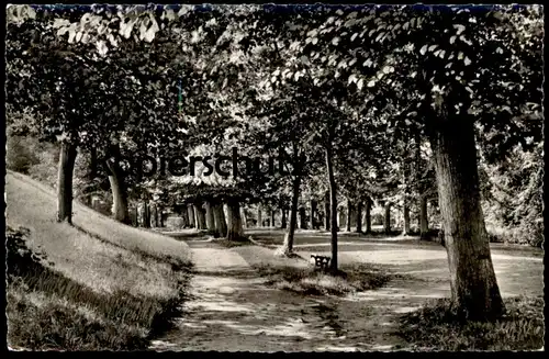 ÄLTERE POSTKARTE TÖNNING AN DER EIDER SCHLOSSGARTEN Baum tree arbre Allee alley Ansichtskarte AK cpa postcard