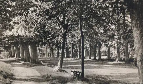 ÄLTERE POSTKARTE TÖNNING AN DER EIDER SCHLOSSGARTEN Baum tree arbre Allee alley Ansichtskarte AK cpa postcard