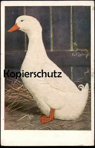 ALTE POSTKARTE SIGN. KURT ZANDER ENTE Pekingerpel Peking Erpel drake duck canard cane AK Ansichtskarte cpa postcard