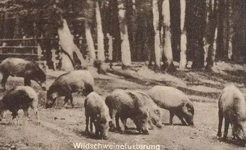 ALTE POSTKARTE SCHLOSS MESPELBRUNN SPESSART BRUNNEN GRUFTKAPELLE WILDSCHWEINFÜTTERUNG castle chateau cpa postcard AK