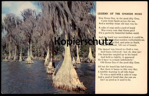 POSTKARTE THE LEGEND OF THE SPANISH MOSS USA america plant Plfanze Louisianamoos Tillandsia usneoides Moos cpa postcard