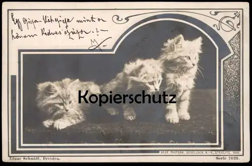 ALTE POSTKARTE KATZE DREI WEISSE KATZEN 1900 Foto Photo cat chat chats cats Tiere Tier animal AK Ansichtskarte postcard