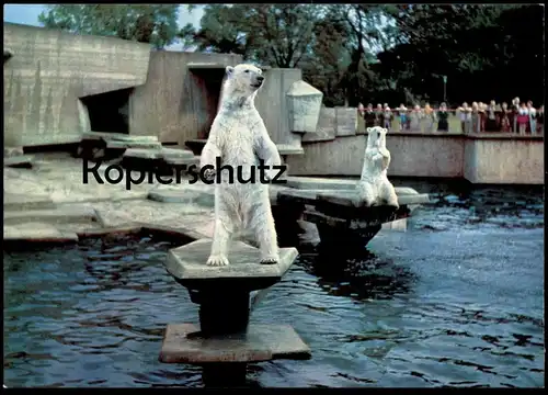 ÄLTERE POSTKARTE KÖLN ZOO EISBÄR GEHEGE BÄR EISBÄREN ours blanc ice polar bear jardin zoologique Tierpark Bären postcard