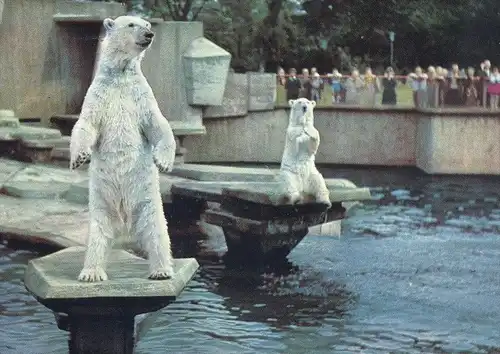 ÄLTERE POSTKARTE KÖLN ZOO EISBÄR GEHEGE BÄR EISBÄREN ours blanc ice polar bear jardin zoologique Tierpark Bären postcard