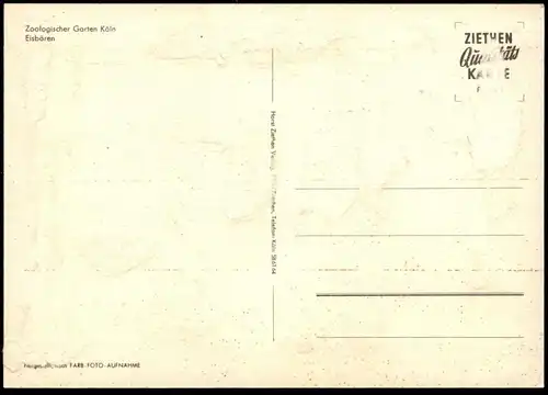 ÄLTERE POSTKARTE KÖLN ZOO EISBÄR GEHEGE BÄR EISBÄREN ours blanc ice polar bear jardin zoologique Tierpark Bären postcard