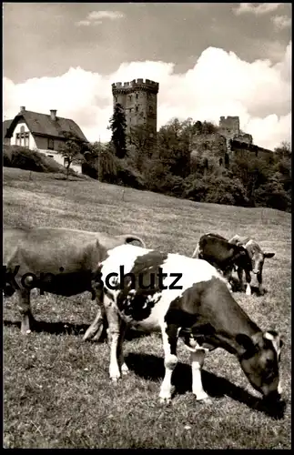 ÄLTERE POSTKARTE GEROLSTEIN QUELLENSTADT IN DER EIFEL Kuh Kühe Cow Cows farming Vach Vaches Ansichtskarte cpa postcard