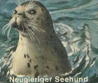 POSTKARTE FEDDERWARDERSIEL BURHAVE REGATTA HAFEN YACHTHAFEN MÖWEN KRABBENKUTTER KUTTER SEEHUND seal fishing postcard AK