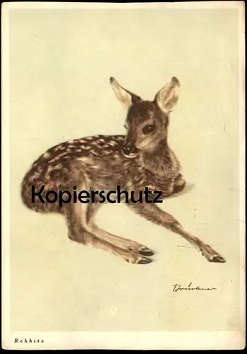 ALTE KÜNSTLER POSTKARTE REHKITZ SIGN. BRÜCKNER REH faon chevreuil deer doe roe Rehwild Ansichtskarte postcard AK cpa