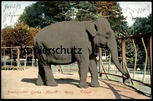 ALTE POSTKARTE MÜNSTER ZOOLOGISCHER GARTEN ELEFANT 1908 Elephant Zoo jardin zoologique Tierpark Park Muenster Tusker cpa