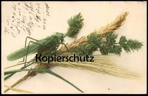 ALTE POSTKARTE HEUSCHRECKE RIESENHEUSCHRECKE GRASSHOPPER 1905 Insekt Insect Hopper locuste sauterelle Getreide postcard