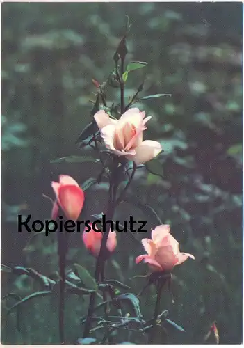 ÄLTERE POSTKARTE EDELROSE BLOSSOM-FIRE MICHAEL G. STEKIEL ROSE Blome Plant fleurs flower Ansichtskarte AK cpa postcard