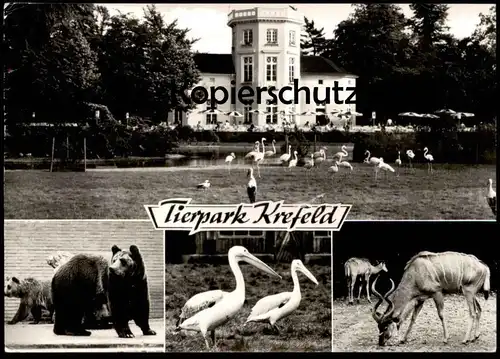 ÄLTERE POSTKARTE TIERPARK KREFELD ZOO BÄR BEAR TEDDY OURS PELIKAN KUDU zoological garden Ansichtskarte AK cpa postcard