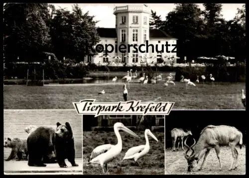 ÄLTERE POSTKARTE TIERPARK KREFELD ZOO BÄR BEAR TEDDY OURS PELIKAN KUDU zoological garden Ansichtskarte AK cpa postcard