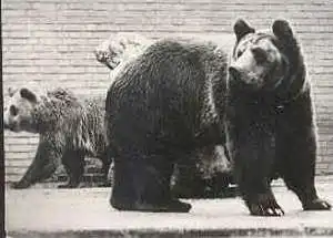 ÄLTERE POSTKARTE TIERPARK KREFELD ZOO BÄR BEAR TEDDY OURS PELIKAN KUDU zoological garden Ansichtskarte AK cpa postcard