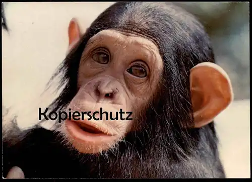 POSTKARTE MÜNSTER TIERPARK ZOO AFFE Ape Monkey Singe Schimpanse Chimpanzé Chimpanzee zoological garden AK cpa postcard