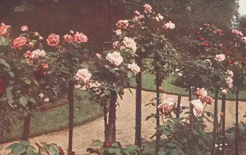 ÄLTERE POSTKARTE ROSENGARTEN FARBEN-AUFNAHME DIREKT NACH DER NATUR ROSENBEET Garten Flower Fleur Flowers Rosen Rose