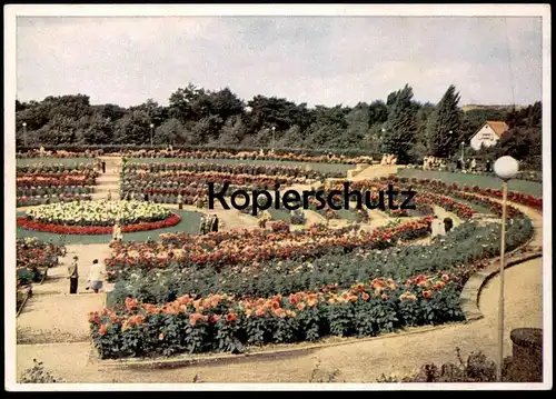 ÄLTERE POSTKARTE GRUGA ESSEN DAHLIEN ARENA GARTEN Garden Jardin Dahlia Rosen Rose Roses Flower Flowers Ansichtskarte cpa