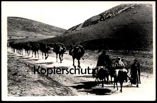 ÄLTERE POSTKARTE BEDUIN CAMELS NEAR JERUSALEM PHOT LEON ISRAEL bedouin Beduine Chameau Kamel postcard cpa Ansichtskarte