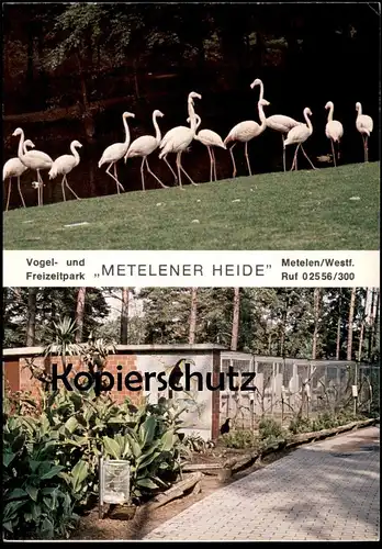 POSTKARTE VOGELPARK TIERPARK METELENER HEIDE METELEN ZOO FLAMINGO Garden jardin zoologique oiseau cpa postcard AK