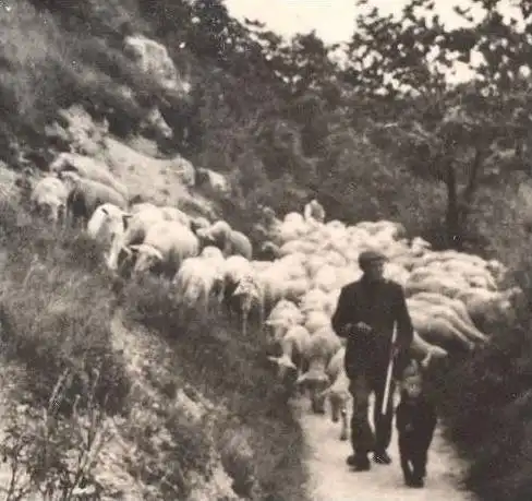 ÄLTERE POSTKARTE JENA FUCHSTURM SCHAFHERDE SCHAFE SCHÄFER HÜTEHUND Sheep shepherd Brebis Schaf Turm troupeau de moutons