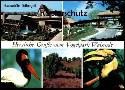 ÄLTERE POSTKARTE HERZLICHE GRÜSSE VOM VOGELPARK WALSRODE Tierpark Zoo Jardin zoologique Parc Park Tukan Toucan bird cpa