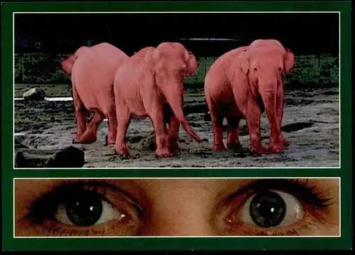 POSTKARTE ROSA ELEFANTEN Alkohol Elefant Elephant Elephants Drogen drugs Eyes Alcool Alcohol postcard Humor Humour