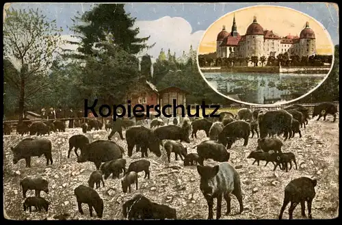 ALTE POSTKARTE DRESDEN MORITZBURG WILDSCHWEINFÜTTERUNG Wildschweine Schwein wild boar pig porc sanglier cpa postcard AK