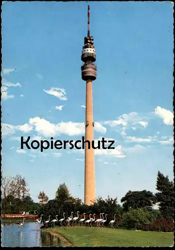 ÄLTERE POSTKARTE DORTMUND FERNSEHTURM Flamingo Flamingos Flamant Turm Tower Tour cpa postcard Ansichtskarte AK