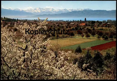 POSTKARTE KRESSBRONN AM BODENSEE MIT SCHWEIZER HOCHGEBIRGSKETTE Kirsche Kirschblüte Cherry tree arbre cerise postcard