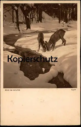 ALTE KÜNSTLER POSTKARTE OSKAR POPP REHE IM WINTER 1936 Snow Neige Chevreuil Hiver Ansichtskarte AK cpa postcard