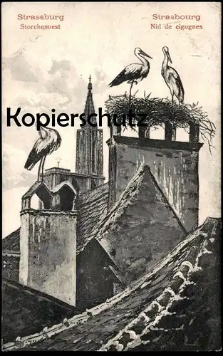 ALTE POSTKARTE STRASSBURG STRASBOURG NID DE CIGOGNES STORCH Cigogne Vogel Bird Stork Alsace Elsass cpa postcard AK