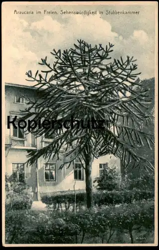 ALTE POSTKARTE ARAUCARIA IN STUBBENKAMMER AUF RÜGEN BAUM TREE arbre Pflanze plant plante 1926 postcard cpa Ansichtskarte