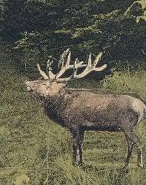 ÄLTERE POSTKARTE VORPOCHTEN EIFEL ULMEN PENSION URSULA ORTS-BRUNNEN Hirsch Deer Chevreuil Roe Doe Ansichtskarte postcard