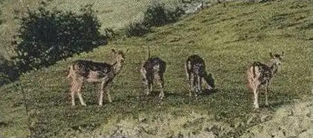 ÄLTERE POSTKARTE VORPOCHTEN EIFEL ULMEN PENSION URSULA ORTS-BRUNNEN Hirsch Deer Chevreuil Roe Doe Ansichtskarte postcard