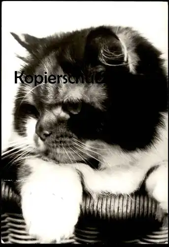 ÄLTERE POSTKARTE KATZE IM KORB DDR SCHWARZ-WEISS FOTO BERTHOLD Stubentiger Kater cat chat AK Ansichtskarte cpa postcard