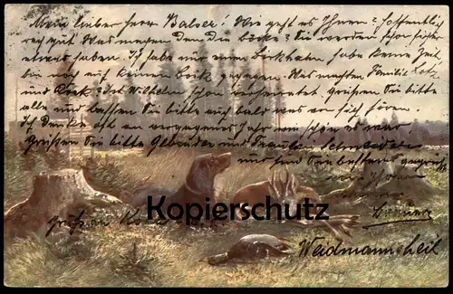 ALTE KÜNSTLER POSTKARTE SERIE HAAR- UND FEDERWILD 1903 MÜLLER JUN. MÜNCHEN JAGD Jagdhund deer hunting chasse postcard AK