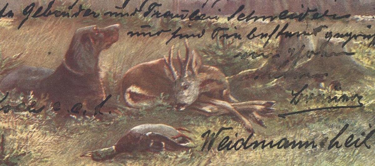 ALTE KÜNSTLER POSTKARTE SERIE HAAR UND FEDERWILD 1903 MÜLLER JUN MÜNCHEN JAGD Jagdhund deer