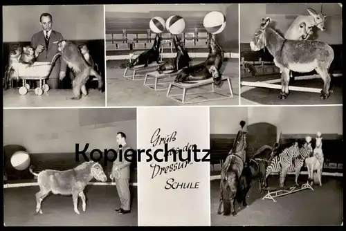 ALTE POSTKARTE GRUSS AUS DER DRESSURSCHULE ZEBRA AFFE ESEL SEEHUND DRESSUR VERMENSCHLICHT Hamburg Hagenbeck Zoo postcard