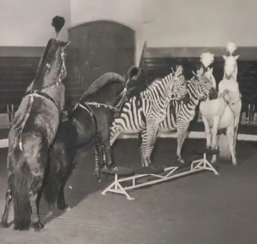 ALTE POSTKARTE GRUSS AUS DER DRESSURSCHULE ZEBRA AFFE ESEL SEEHUND DRESSUR VERMENSCHLICHT Hamburg Hagenbeck Zoo postcard