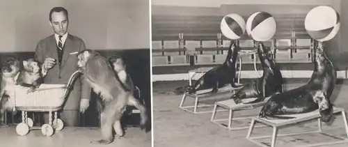 ALTE POSTKARTE GRUSS AUS DER DRESSURSCHULE ZEBRA AFFE ESEL SEEHUND DRESSUR VERMENSCHLICHT Hamburg Hagenbeck Zoo postcard