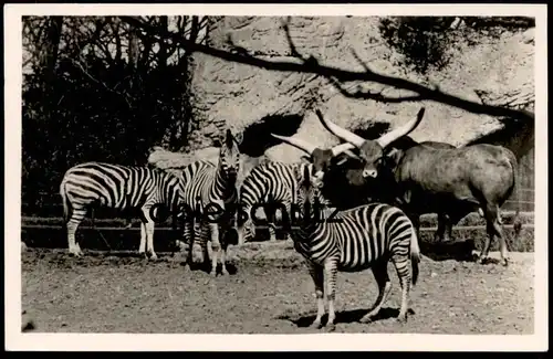 ALTE POSTKARTE ZEBRAS UND WATUSSI RIND CARL HAGENBECK'S TIERPARK Hamburg Hagenbeck Zebra Zoo cow postcard AK cpa
